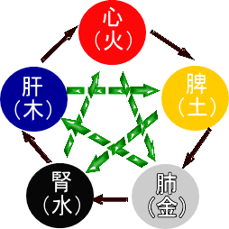 五臓の関係
